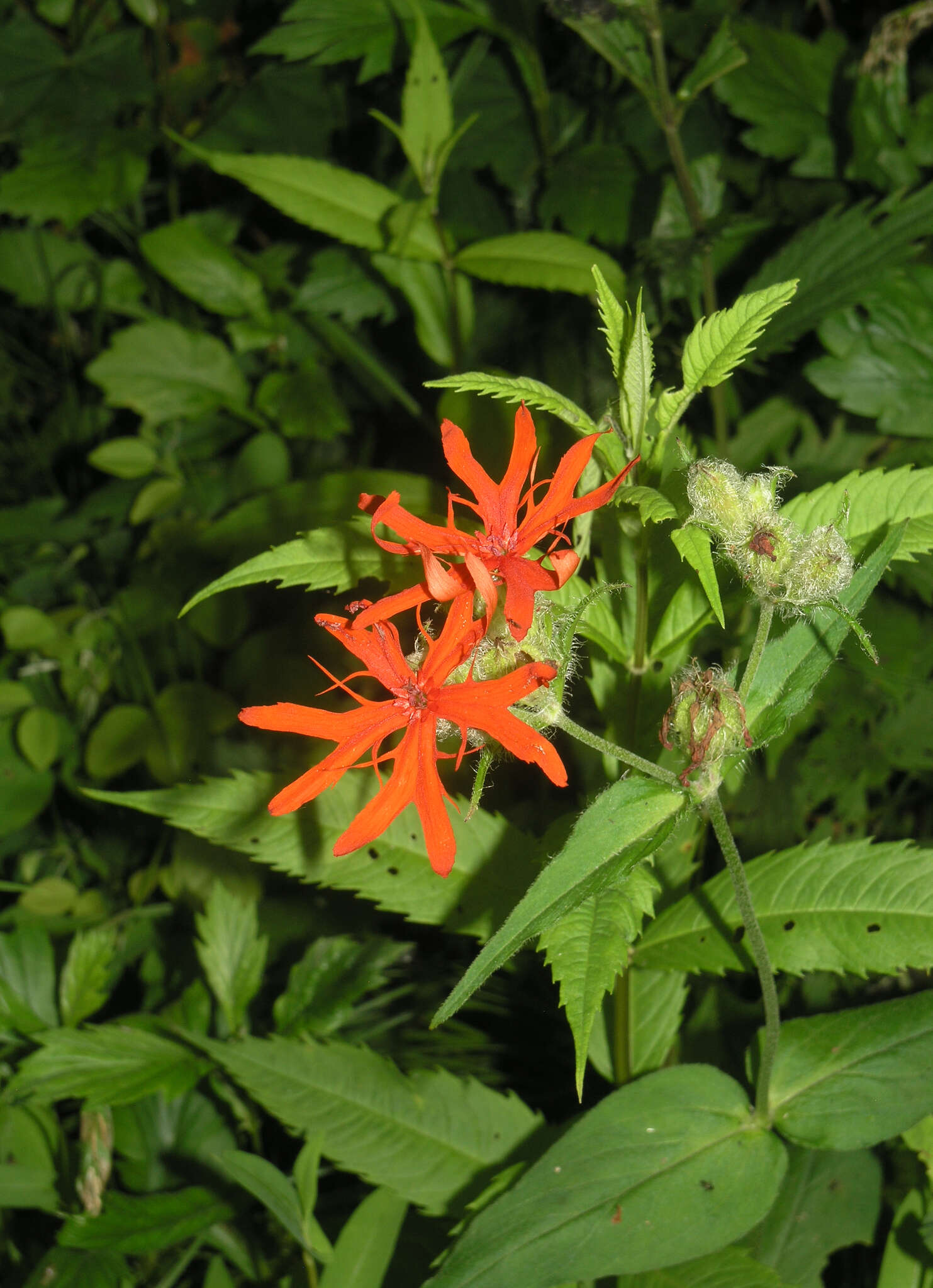 Image de Silene fulgens (Spreng.) E. H. L. Krause