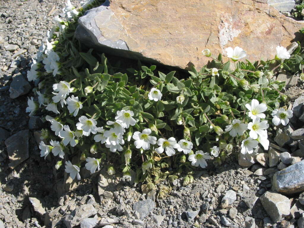 Image of alpine chickweed