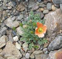 Imagem de Papaver alpinum L.