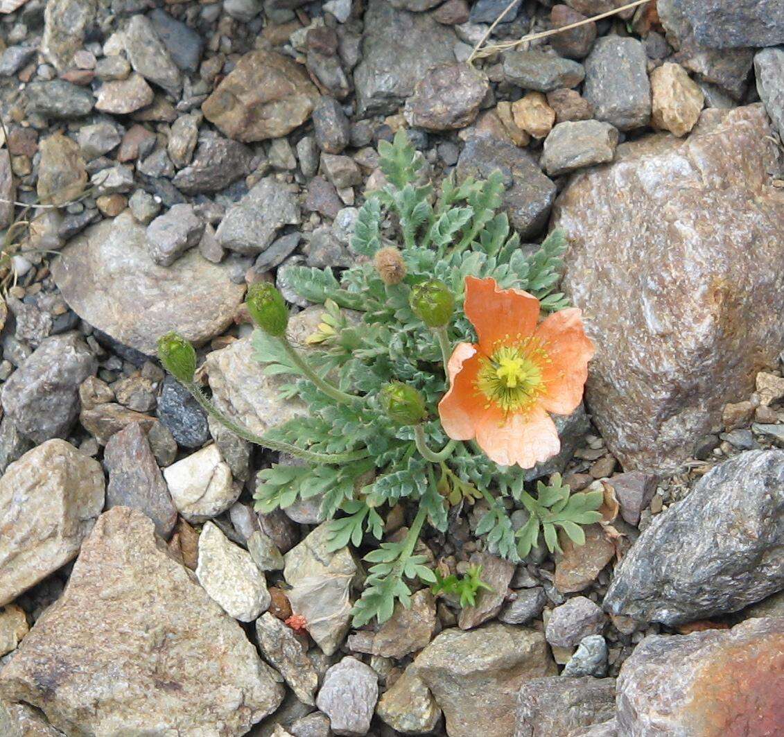 Imagem de Papaver alpinum L.