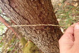 Image of Harford's oniongrass