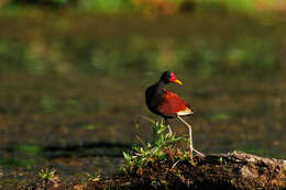 Image of Wattled Jacana