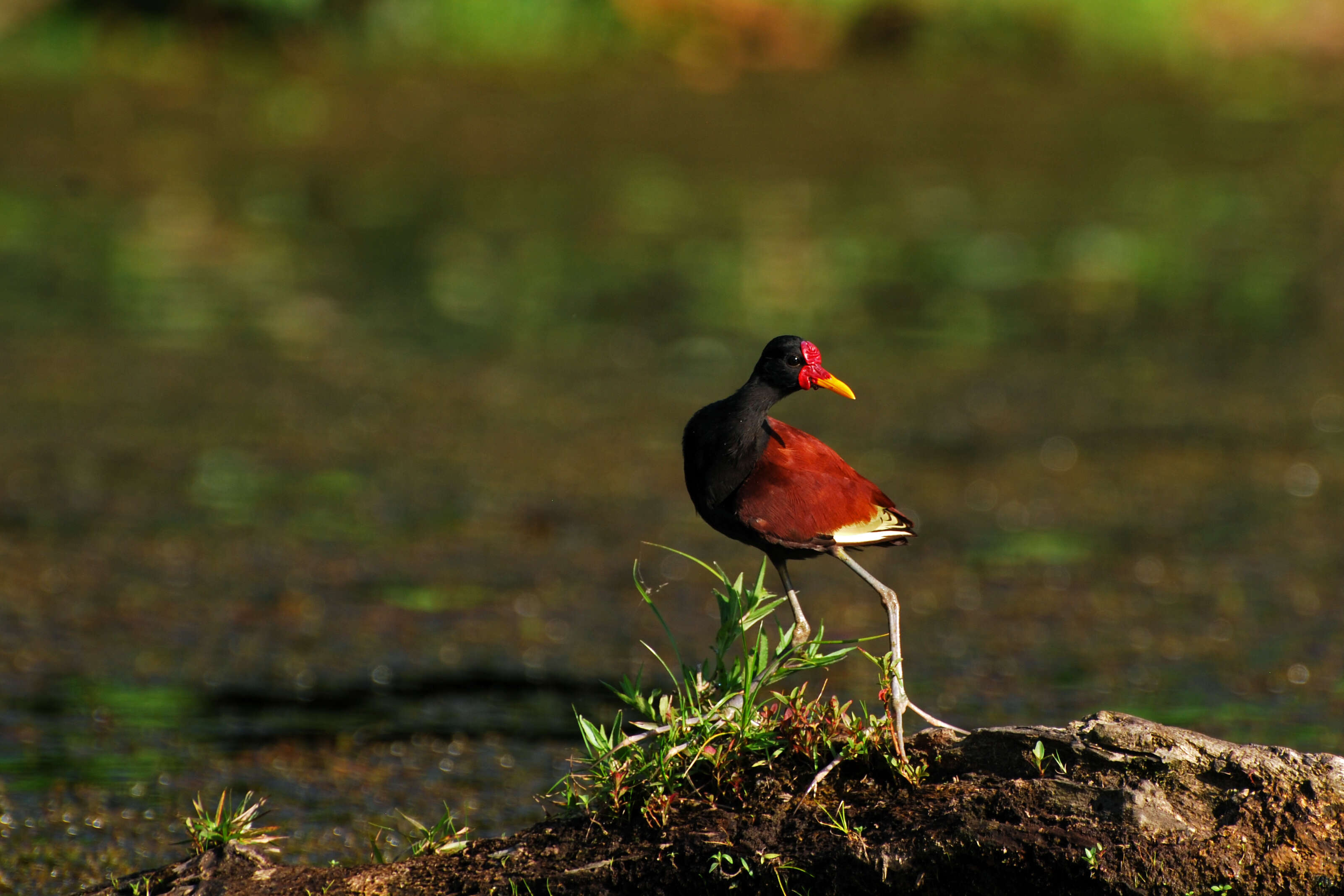 Image of Wattled Jacana