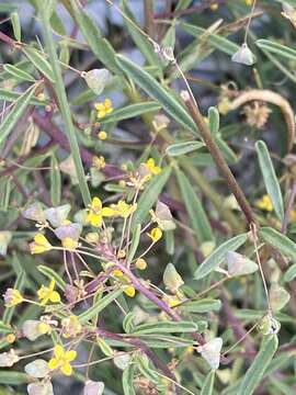 Image of Small-Flower Stinkweed