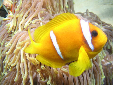 Image of Clownfish