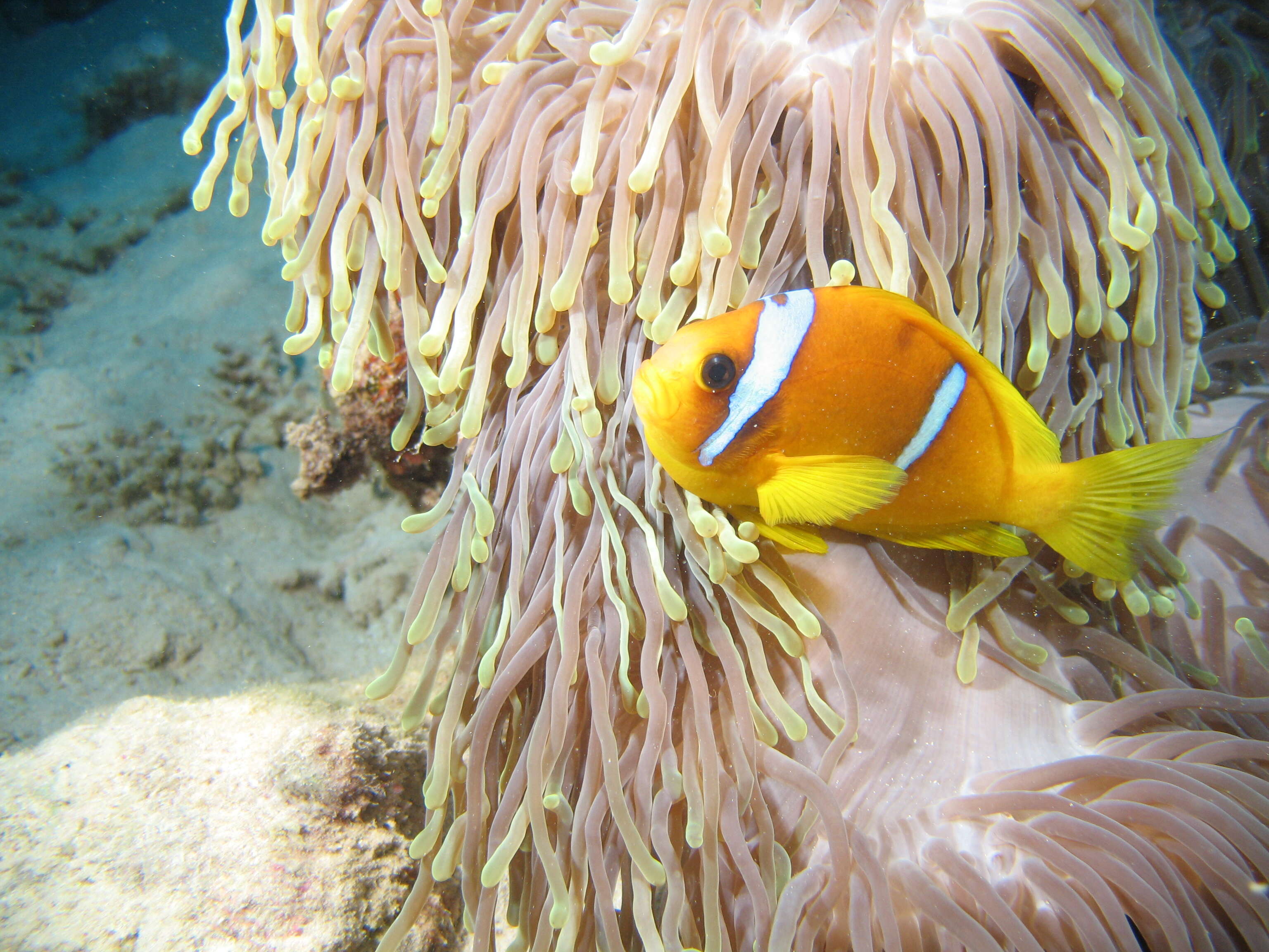 Image of Clownfish