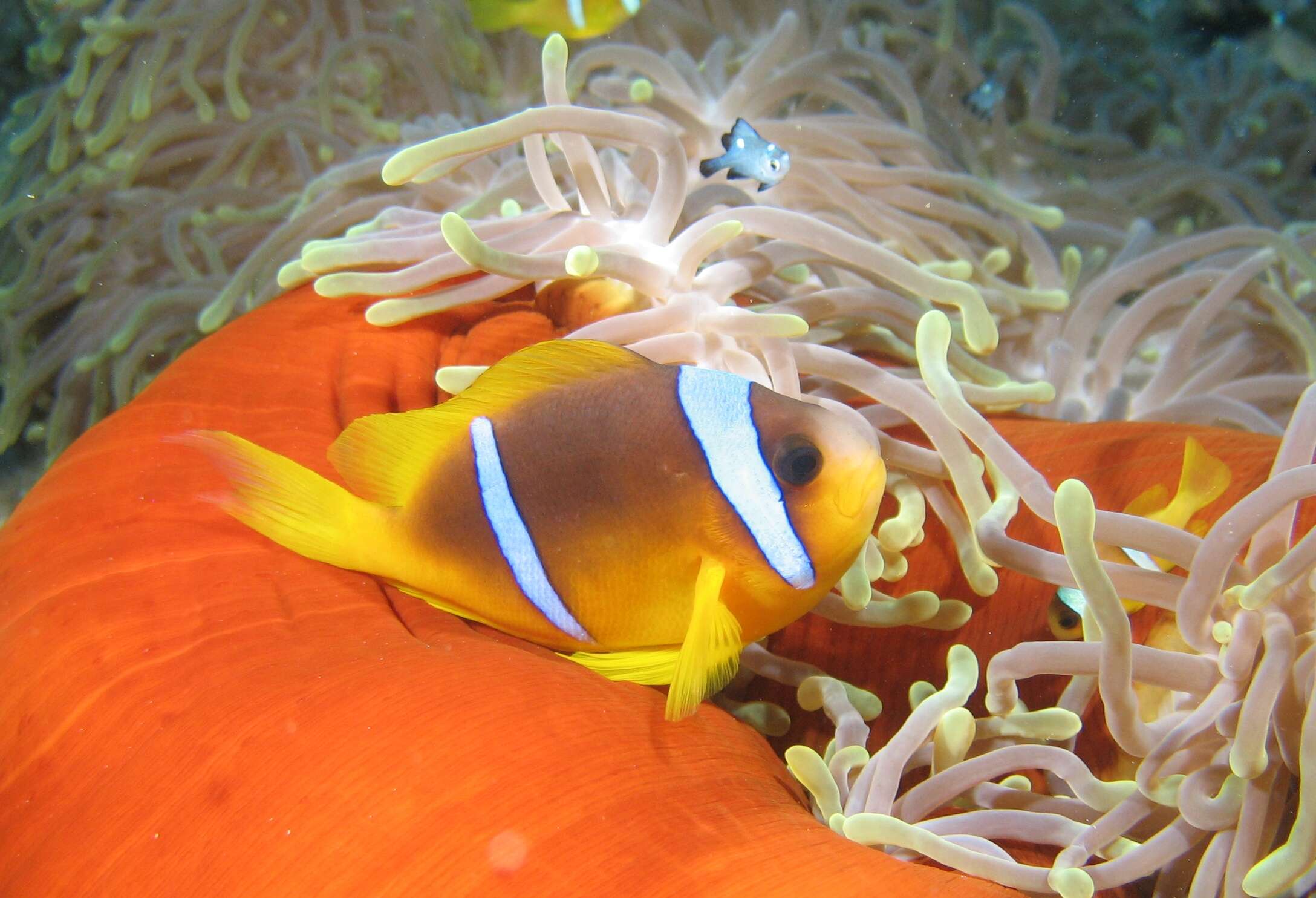 Image of Clownfish