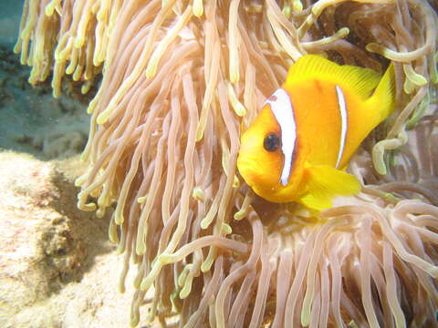 Image of Clownfish