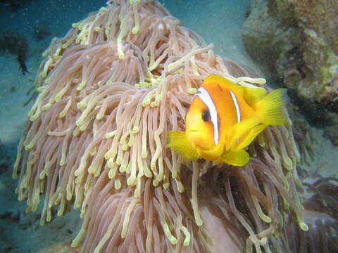 Image of Clownfish