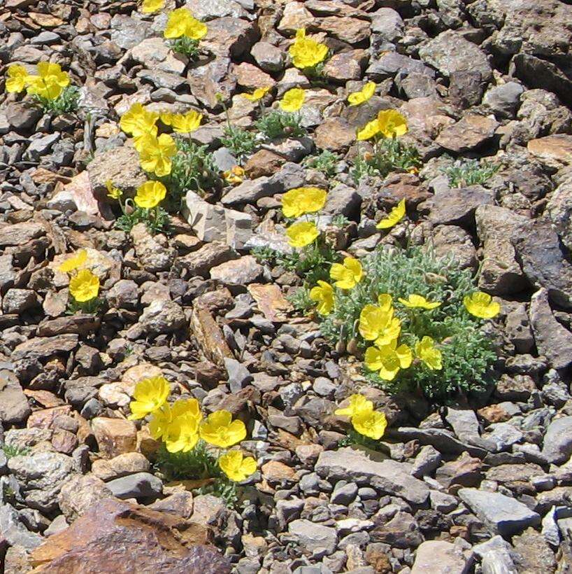 Imagem de Papaver alpinum L.