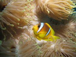 Image of Clownfish