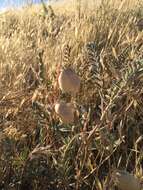 Image of Salinas milkvetch