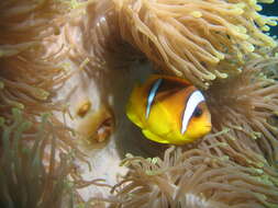 Image of Clownfish