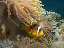 Image of Clownfish