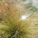 Image of Fox-red Curly Sedge