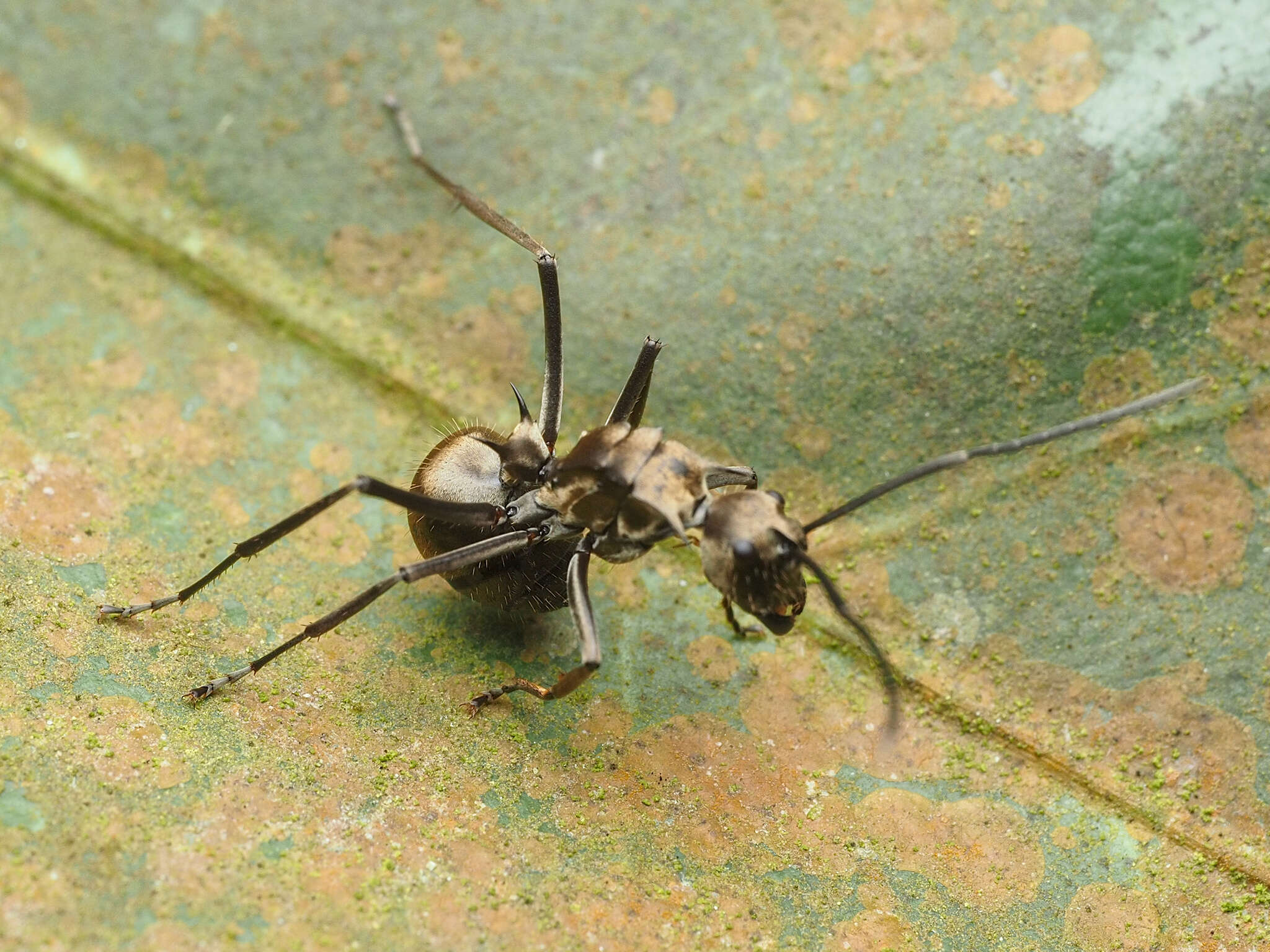 صورة Polyrhachis proxima Roger 1863