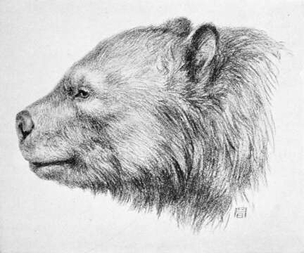 Image of Arctotherium Burmeister 1879