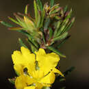 Hibbertia acerosa (DC.) Benth. resmi