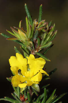 Image of Hibbertia acerosa (DC.) Benth.