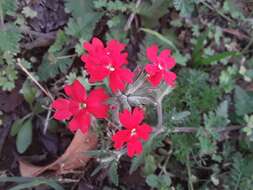 Image of crisped mock vervain