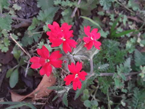 Image of crisped mock vervain