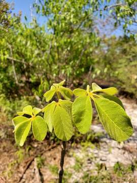 Imagem de Vitex waterlotii Danguy