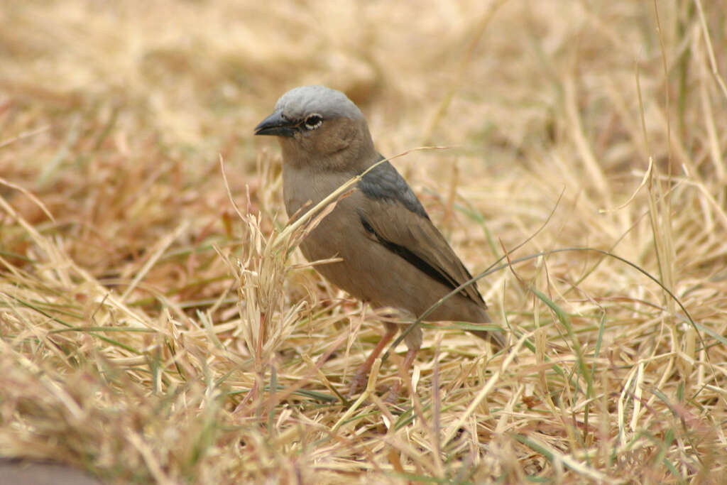 Image of Grey-capped Social Weaver