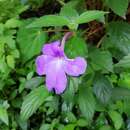 Image of Achimenes longiflora DC.