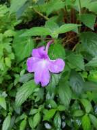 Image of Achimenes longiflora DC.