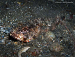 Image of Mushroom Scorpionfish