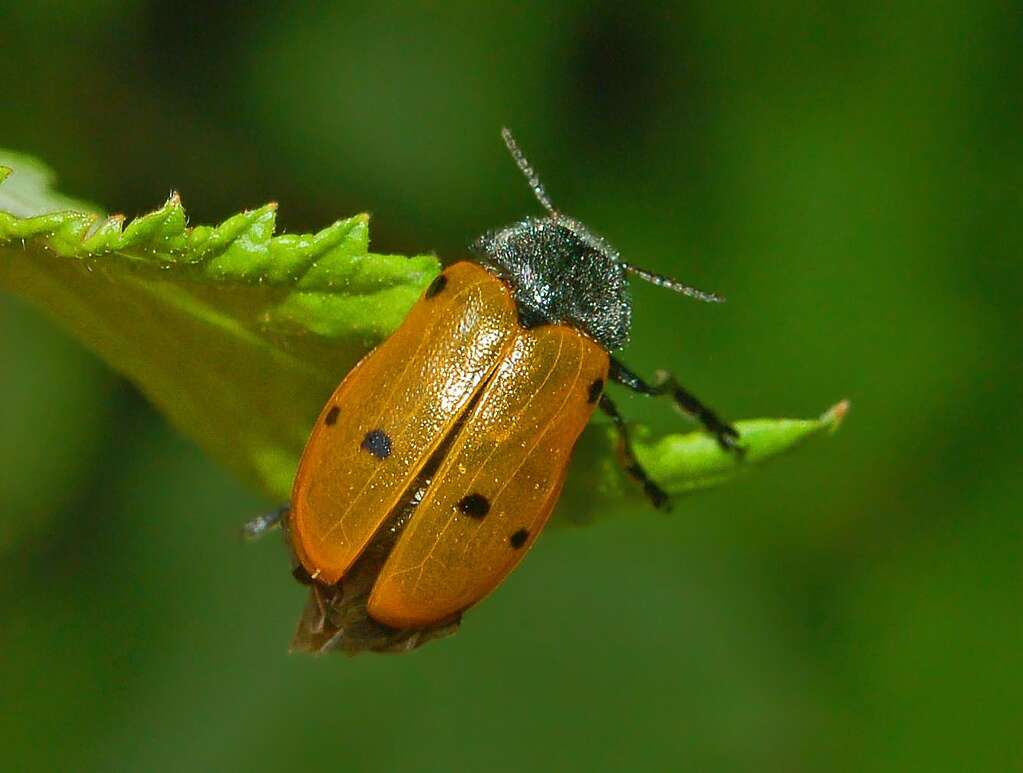 Image of Lachnaia italica