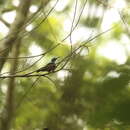 Image of Johanna's Sunbird