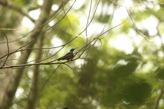 Image of Johanna's Sunbird