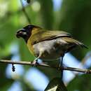 Image of Black-faced Grosbeak