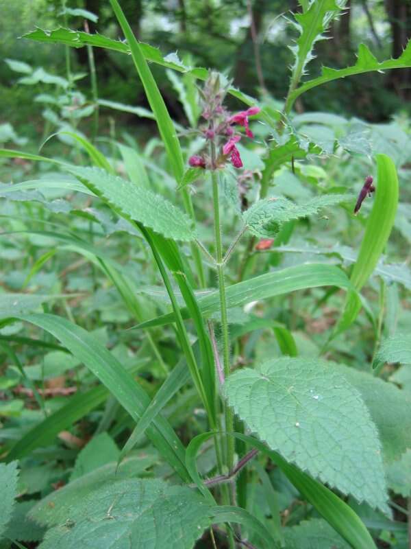 Image of hedge nettle