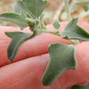 Image of mealy goosefoot