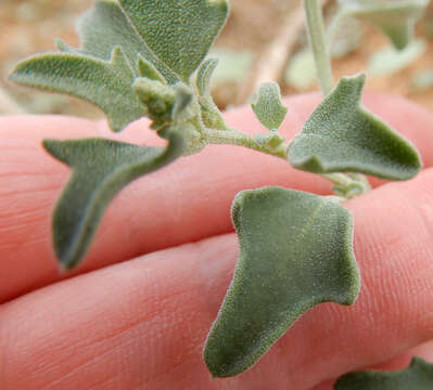 Chenopodium incanum (S Wats.) Heller的圖片