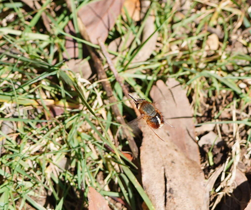 Image of Sisyromyia rutila (Walker 1849)