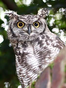 Image of Spotted Eagle-Owl