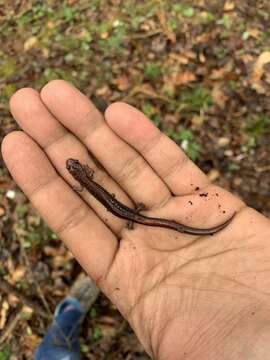 Image of Ozark Zigzag Salamander