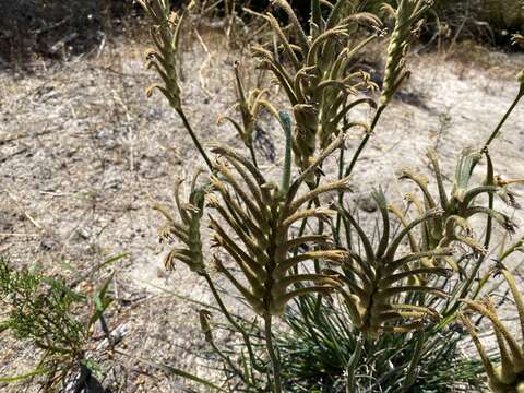 Image of Anigozanthos viridis Endl.