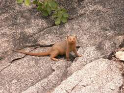 Image of Dwarf mongooses