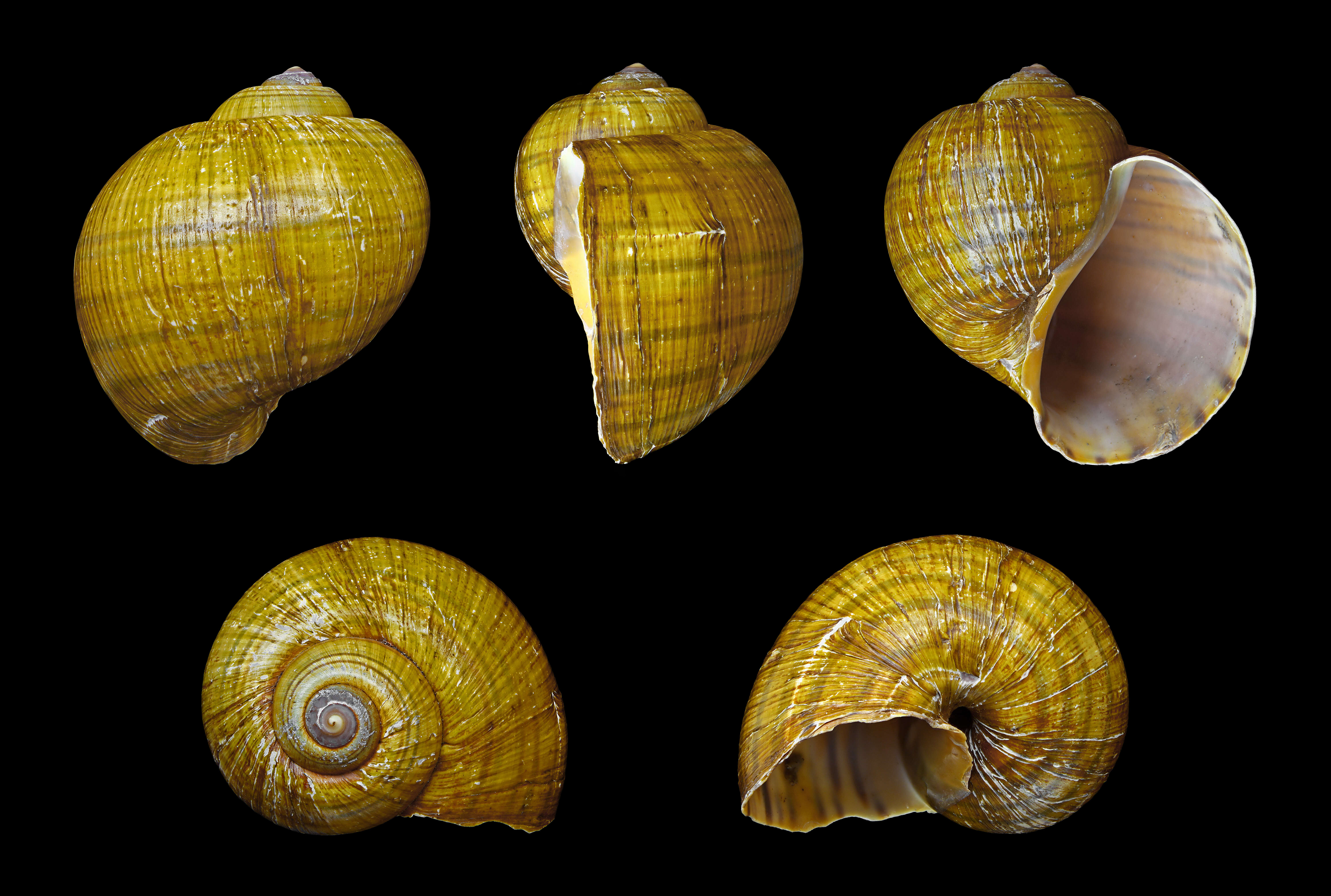 Image of Channeled Applesnail