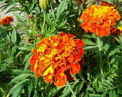 Image of French marigold