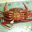 Image of red deep-sea crab