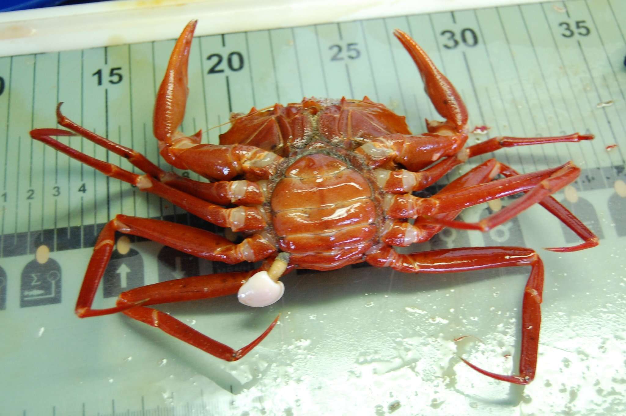 Image of red deep-sea crab