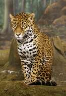 Image of Jaguar