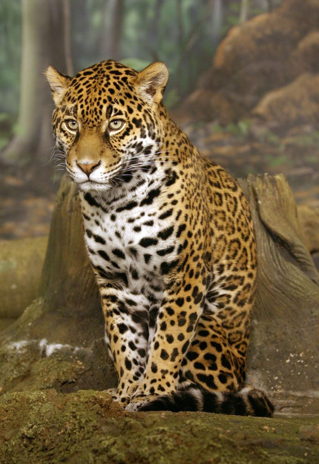 Image de jaguar