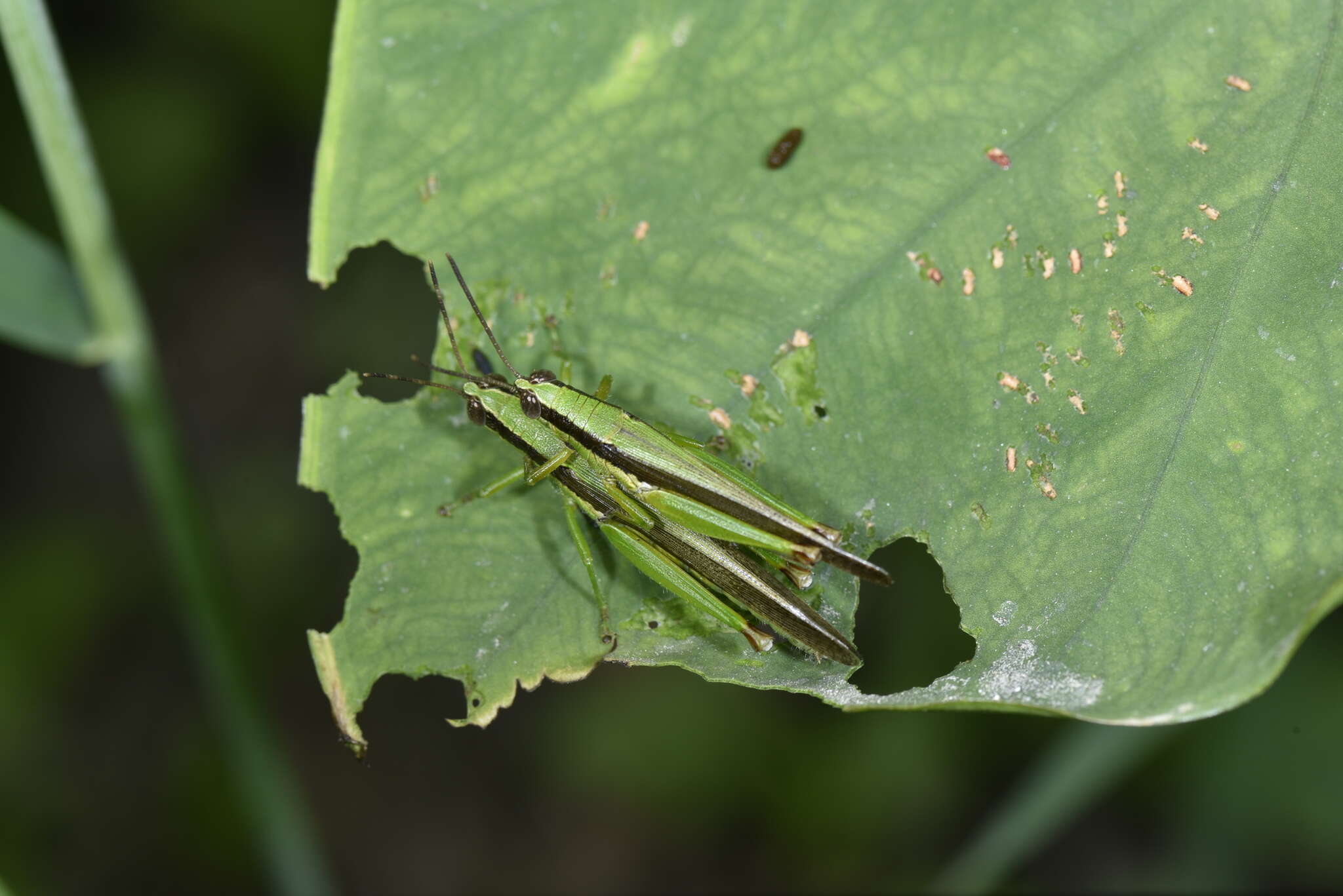 Image de Gesonula punctifrons (Stål 1861)