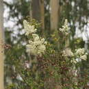 Bursaria spinosa Cav. resmi